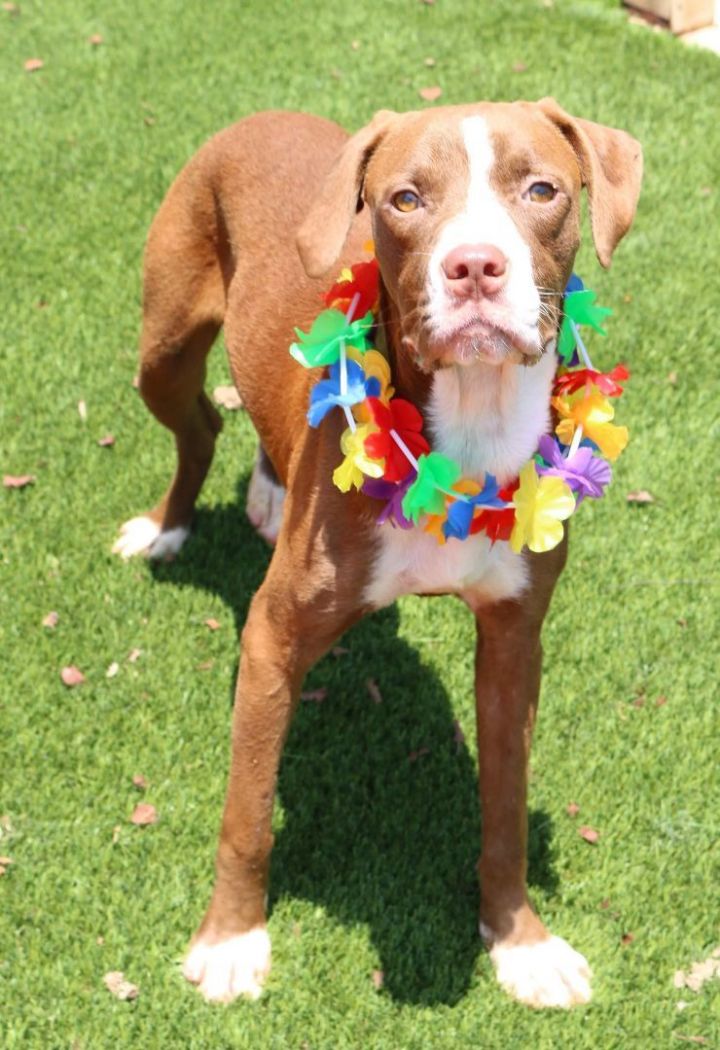 Lotter in NH! , an adoptable Boxer & Beagle Mix in Manchester, NH_image-2