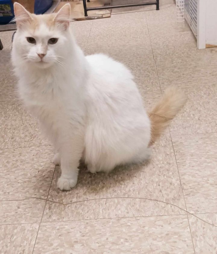 Olaf, an adopted Turkish Van in Columbus, OH_image-1