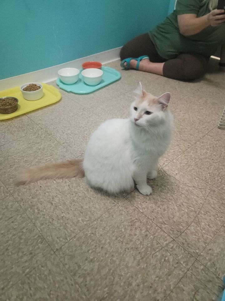 Olaf, an adopted Turkish Van in Columbus, OH_image-2