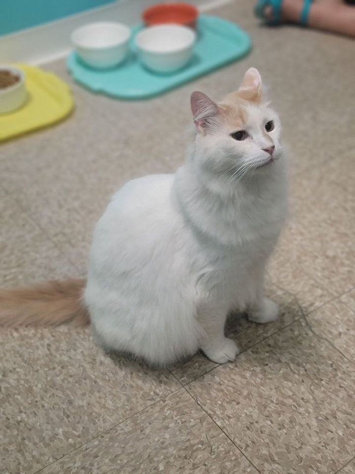 Olaf 5