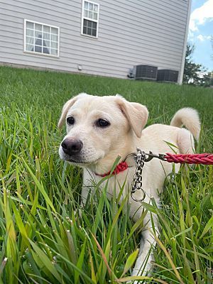 Dog for adoption - Marie, a Jindo & Labrador Retriever Mix in ...