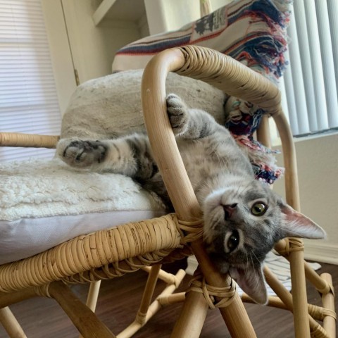 Luka, an adoptable Domestic Short Hair in Phoenix, AZ, 85086 | Photo Image 2