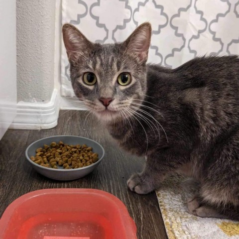 Luka, an adoptable Domestic Short Hair in Phoenix, AZ, 85086 | Photo Image 2