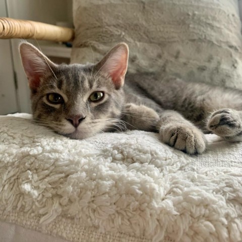 Luka, an adoptable Domestic Short Hair in Phoenix, AZ, 85086 | Photo Image 4