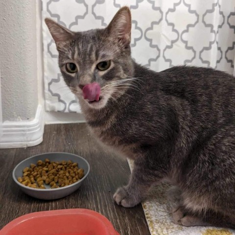 Luka, an adoptable Domestic Short Hair in Phoenix, AZ, 85086 | Photo Image 6