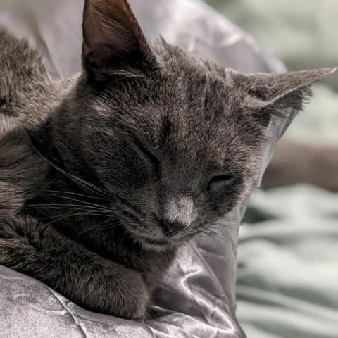 Lily, an adoptable Domestic Short Hair in Phoenix, AZ, 85086 | Photo Image 3