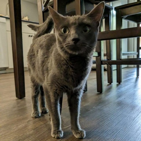 Lily, an adoptable Domestic Short Hair in Phoenix, AZ, 85086 | Photo Image 4