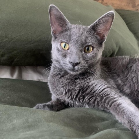 Lily, an adoptable Domestic Short Hair in Phoenix, AZ, 85086 | Photo Image 6