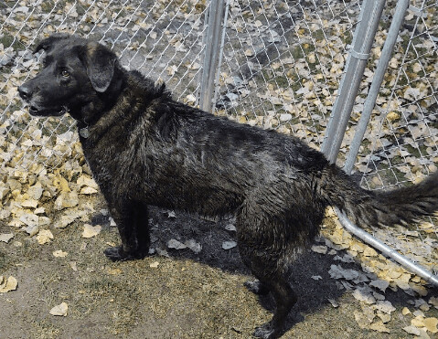 Millie, an adoptable Labrador Retriever, German Shepherd Dog in Alexandria, MN, 56308 | Photo Image 3