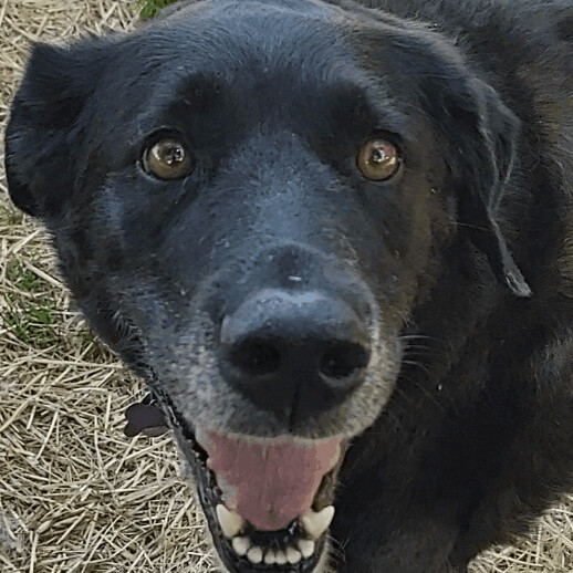 Millie, an adoptable Labrador Retriever, German Shepherd Dog in Alexandria, MN, 56308 | Photo Image 4