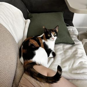 Luna, Adult Female Domestic Short Hair