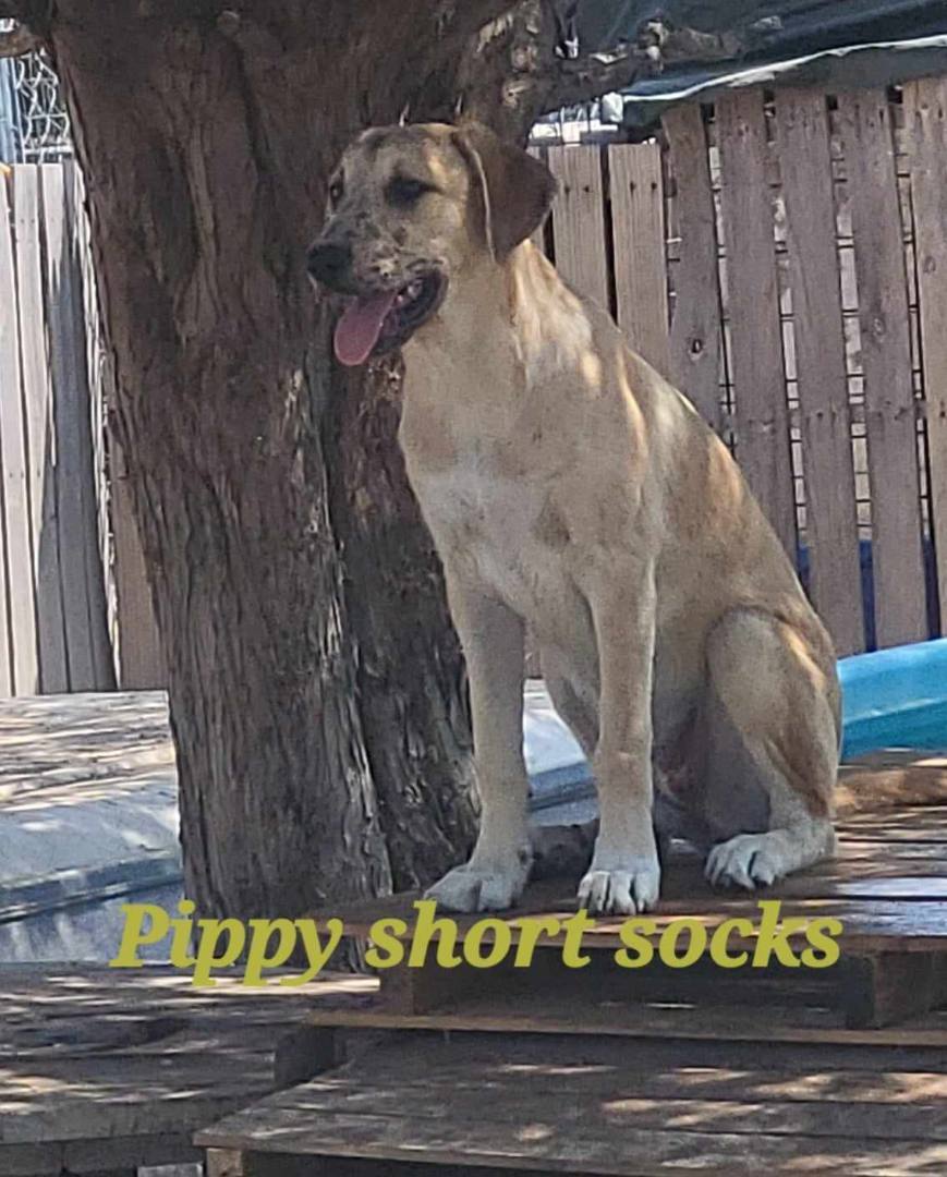 Pippy short socks, an adoptable Great Pyrenees, Akbash in Mexia, TX, 76667 | Photo Image 2