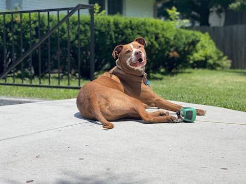 Ledger, an adoptable Terrier & Labrador Retriever Mix in Louisville, KY_image-2
