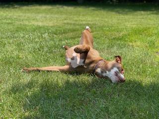 Ledger, an adoptable Terrier & Labrador Retriever Mix in Louisville, KY_image-5
