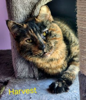Harvest, Adult Female Domestic Short Hair