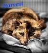 Harvest photo 2