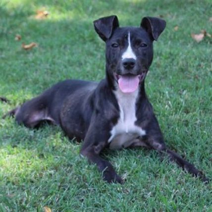 Cleo Petra, an adoptable Terrier Mix in Enoree, SC_image-1