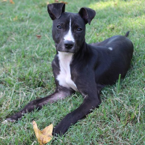 Cleo Petra, an adoptable Terrier Mix in Enoree, SC_image-3