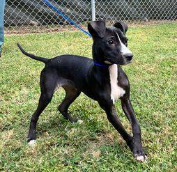 Cleo Petra, an adoptable Terrier Mix in Enoree, SC_image-4