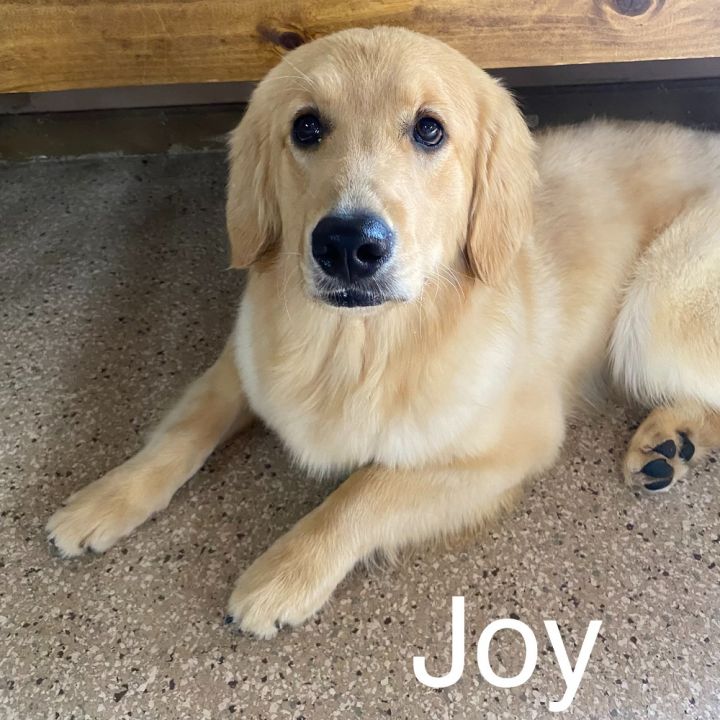 Joy 1