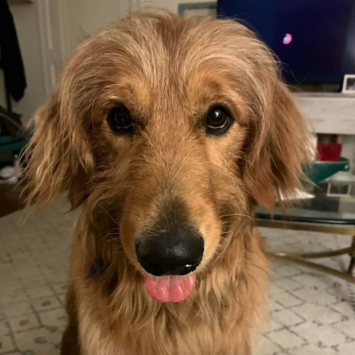 Luscious Lion, an adoptable Goldendoodle Mix in Louisville, KY_image-1