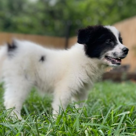 Penelope 3