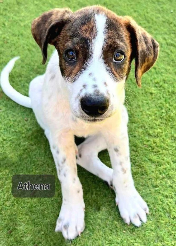 Puppy Athena - F