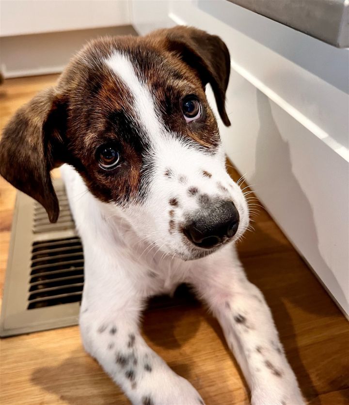 Puppy Athena - F 2