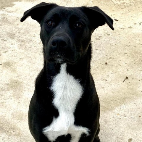 Jill AG, an adoptable Black Labrador Retriever & Border Collie Mix in Austin, TX_image-1