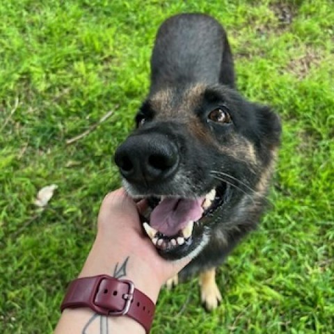 Harley JC, an adoptable German Shepherd Dog Mix in Austin, TX_image-5