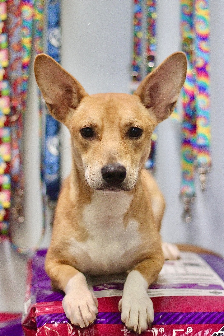 Steinberg in NH, an adoptable Corgi & Rat Terrier Mix in Manchester, NH_image-3