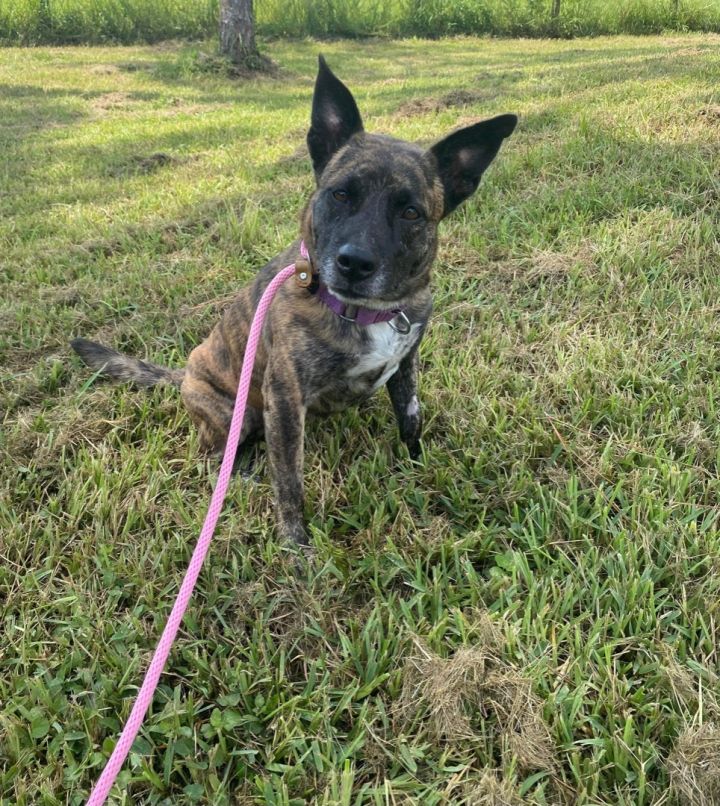 Dutch shepherd deals blue heeler mix