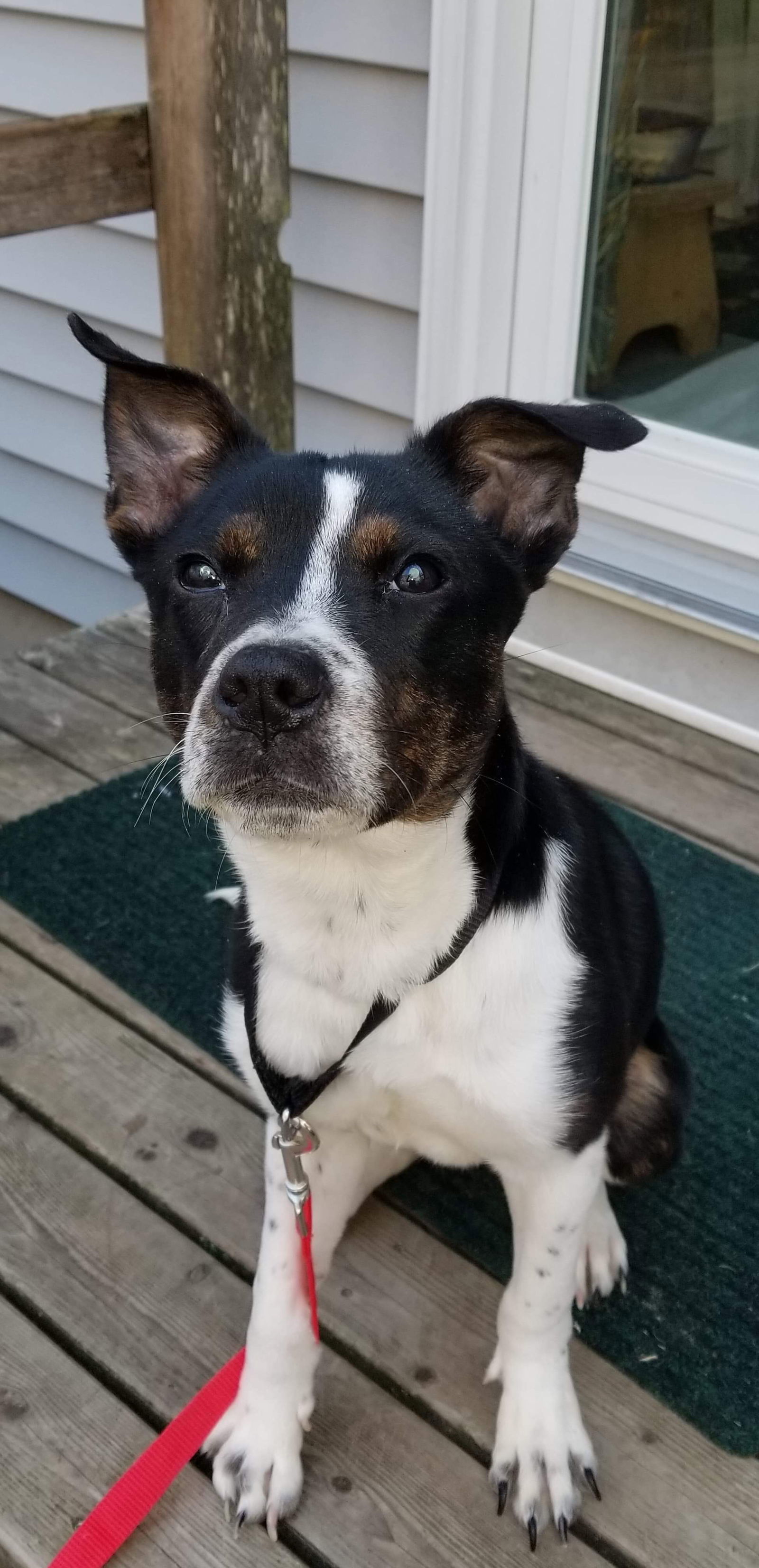 MAGGIE (SHIRLEY - Boston Terrier mix)