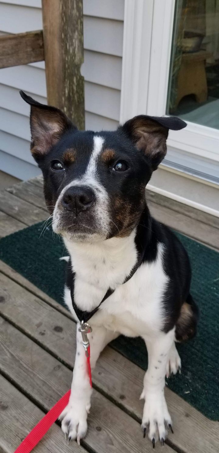 MAGGIE (SHIRLEY - Boston Terrier mix) 2