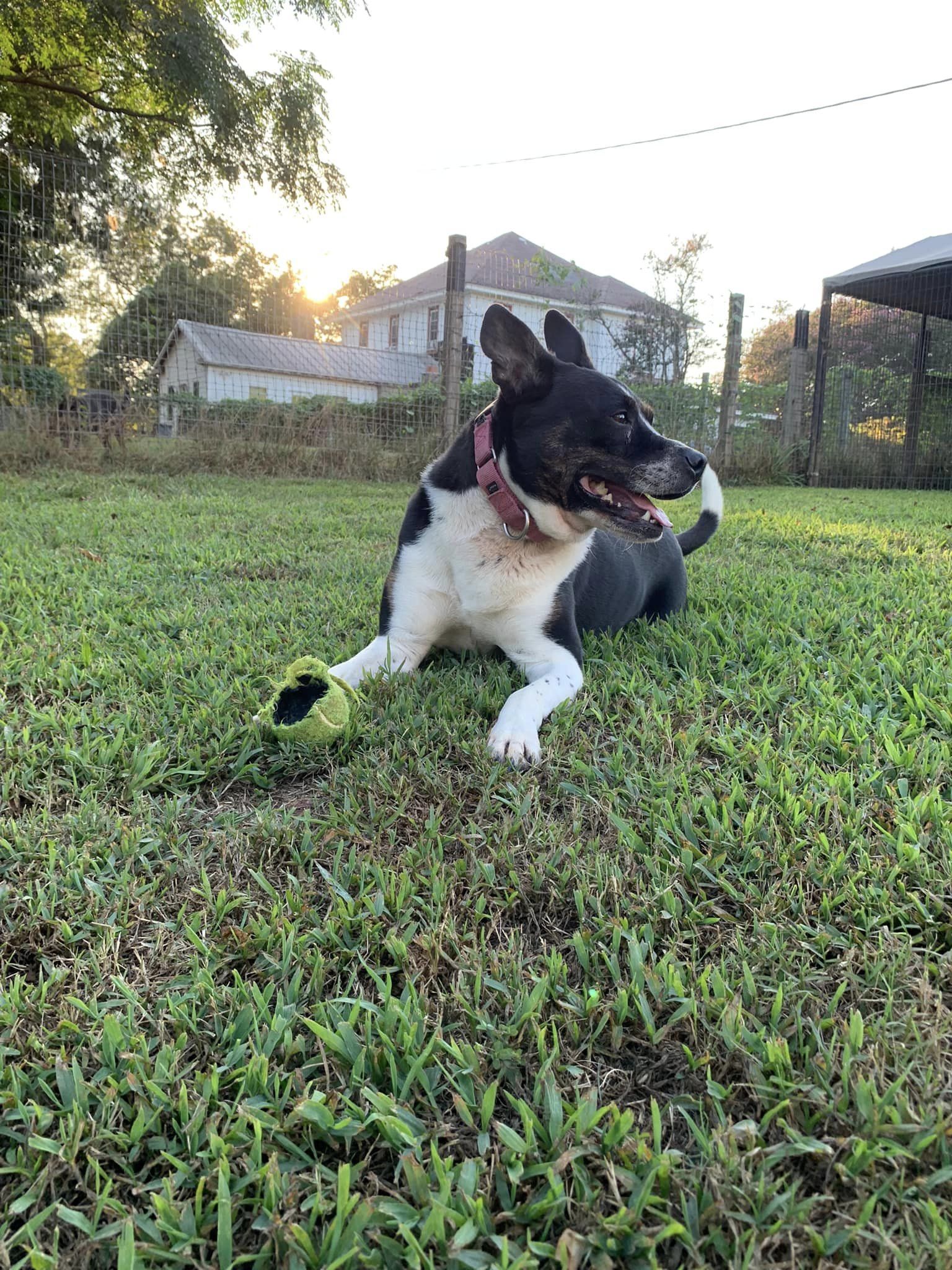 MAGGIE (SHIRLEY - Boston Terrier mix)