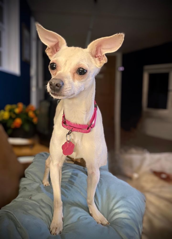 Italian greyhound hot sale and chihuahua mix