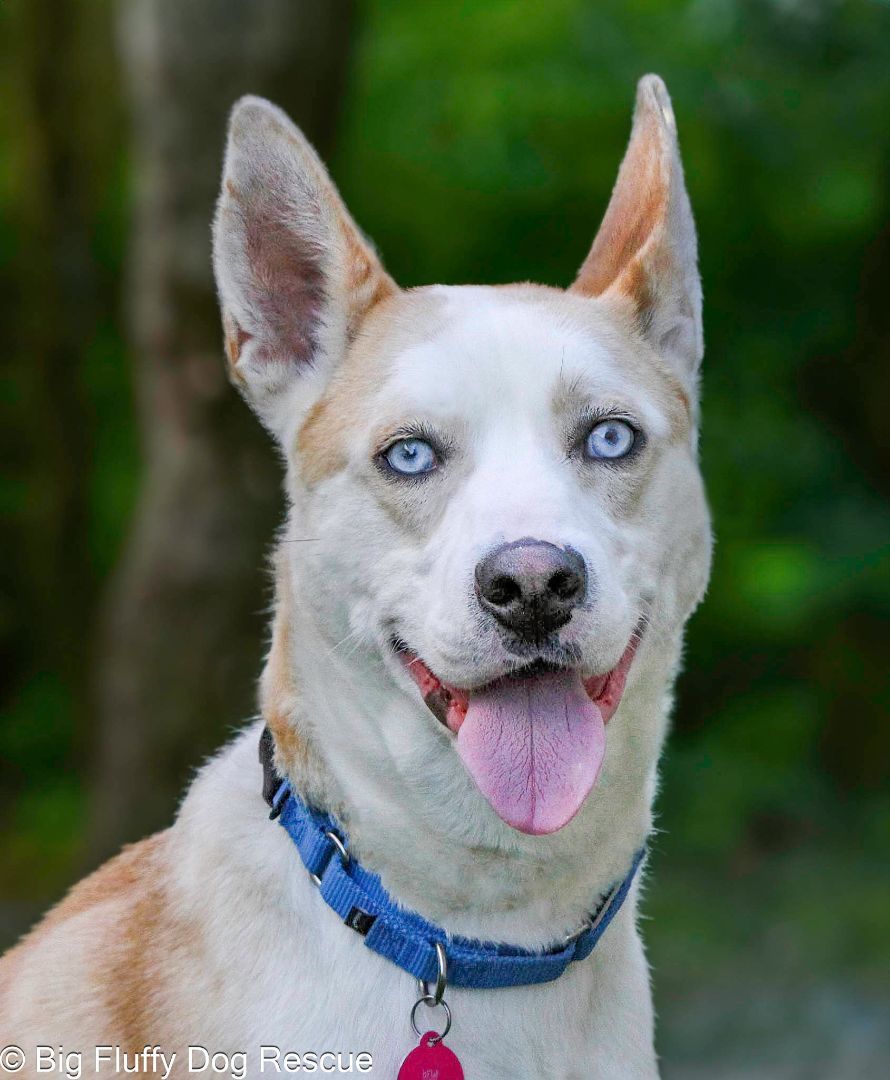 Dog for adoption Wiz, a Husky & Labrador Retriever Mix in Perrysburg