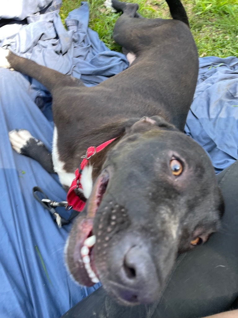 Posy, an adoptable Pit Bull Terrier, Labrador Retriever in Saint Francisville, LA, 70775 | Photo Image 1