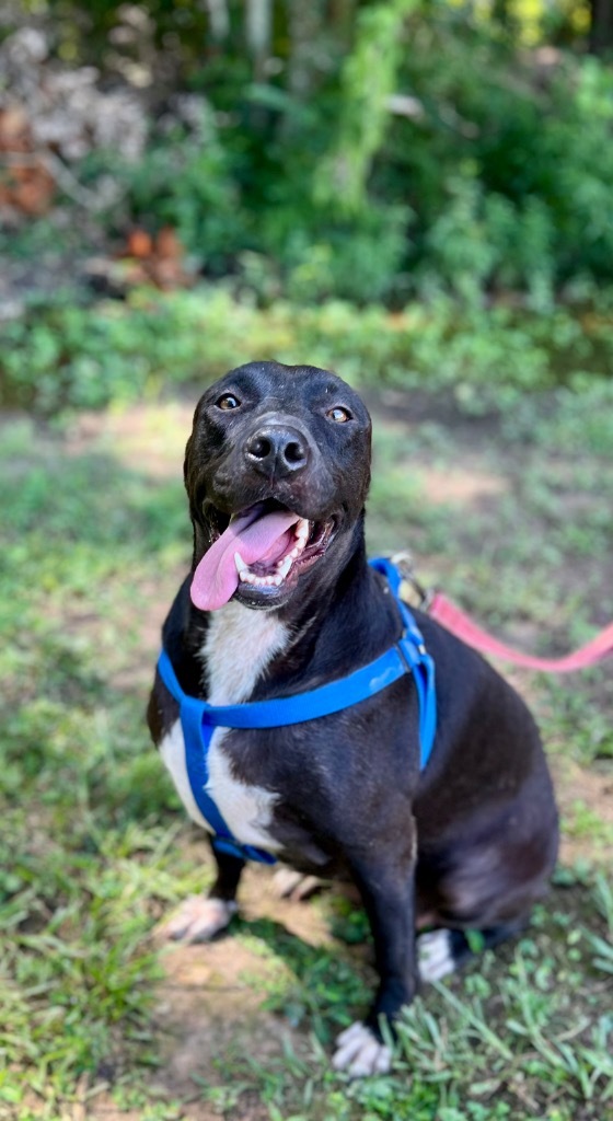 Posy, an adoptable Pit Bull Terrier, Labrador Retriever in Saint Francisville, LA, 70775 | Photo Image 1