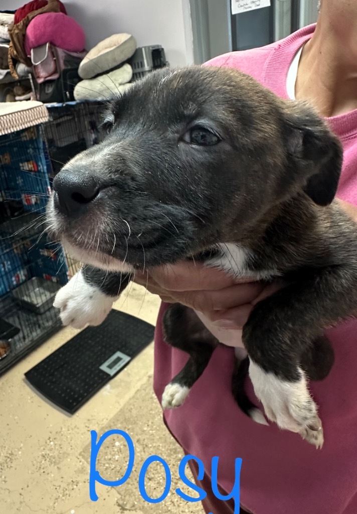 Posy, an adoptable Pit Bull Terrier, Labrador Retriever in Saint Francisville, LA, 70775 | Photo Image 2