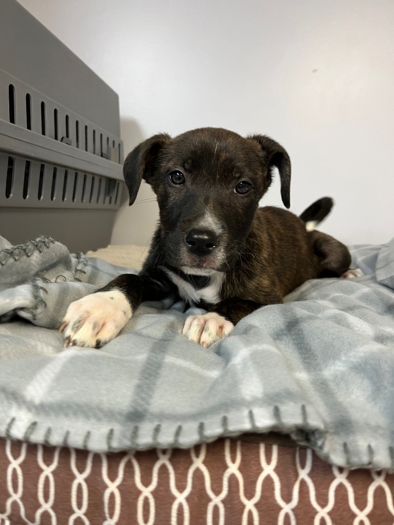 Posy, an adoptable Pit Bull Terrier, Labrador Retriever in Saint Francisville, LA, 70775 | Photo Image 3