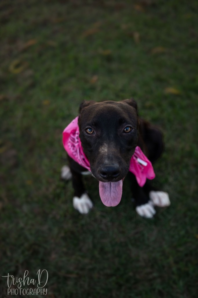 Posy, an adoptable Pit Bull Terrier, Labrador Retriever in Saint Francisville, LA, 70775 | Photo Image 5