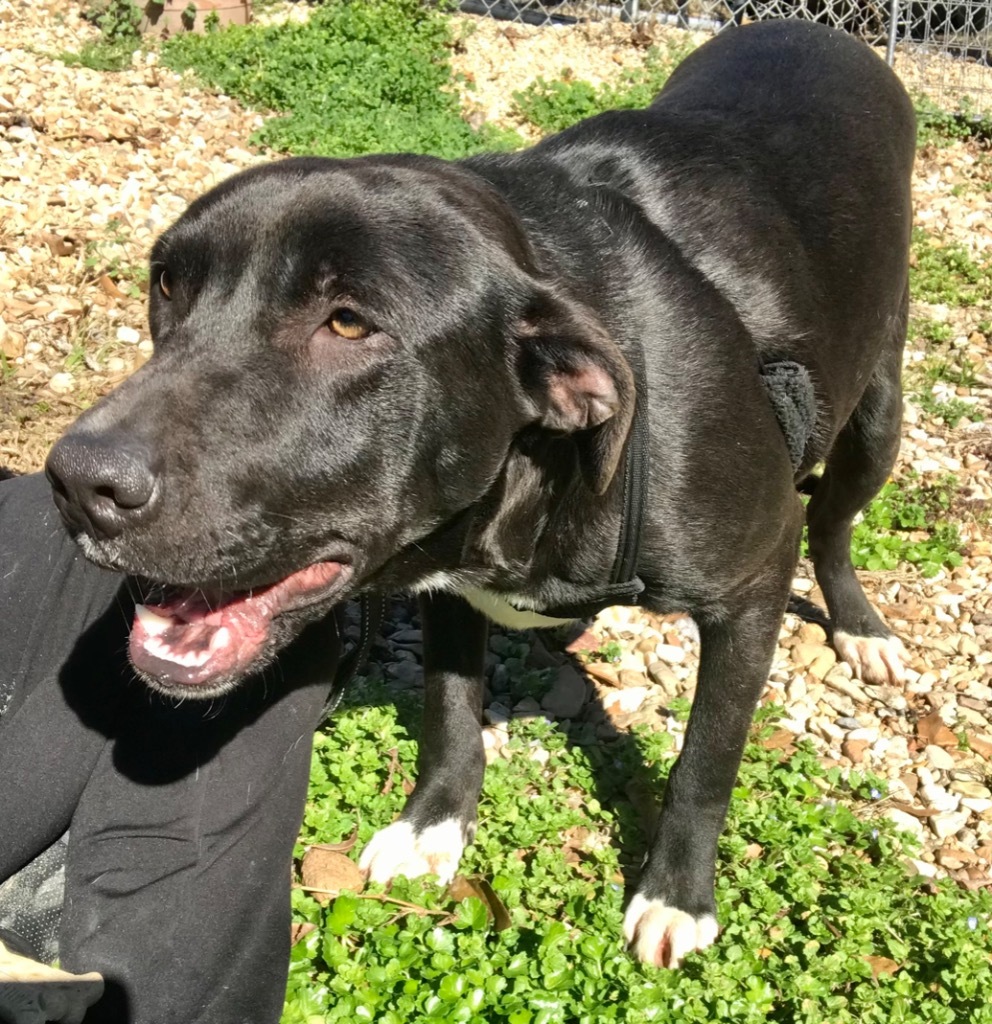 Posy, an adoptable Pit Bull Terrier, Labrador Retriever in Saint Francisville, LA, 70775 | Photo Image 6