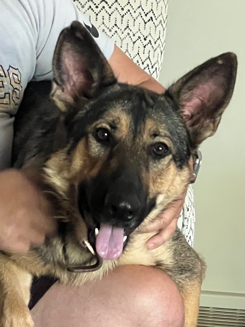 Dog for adoption - Stella/Not in Lucky Dog training, a German Shepherd