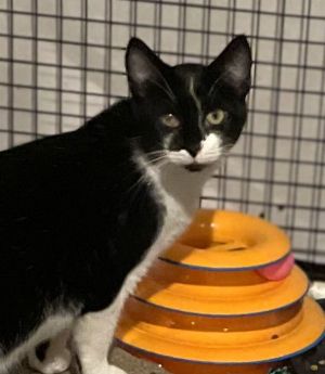 Minion, Adult Male Domestic Short Hair