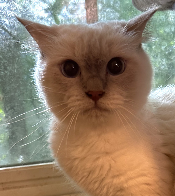 petfinder ragdoll