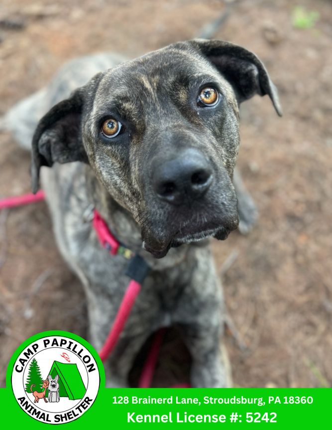 Dog for adoption - Rocky, a Cane Corso Mix in Stroudsburg, PA | Petfinder