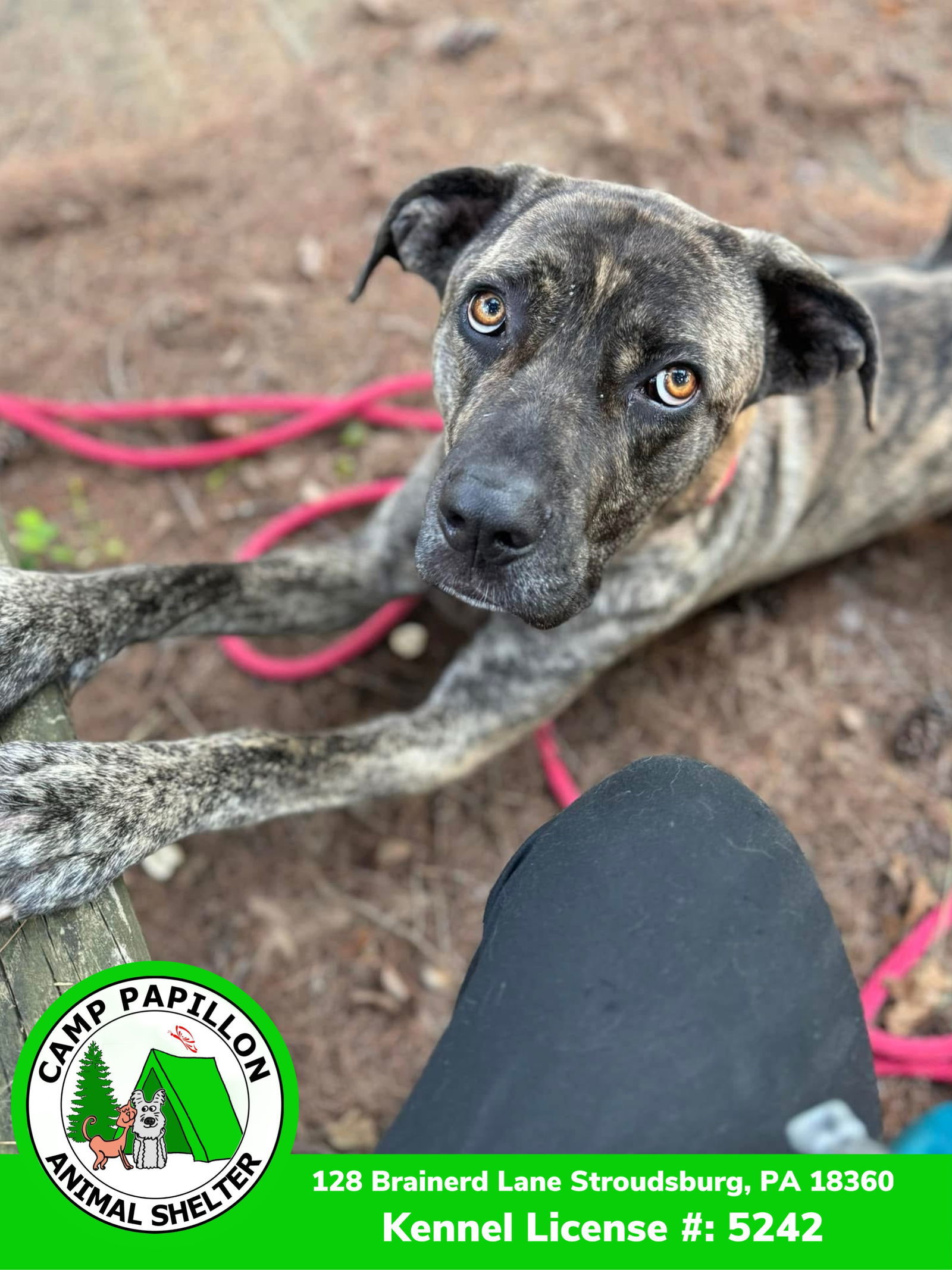Rocky, an adoptable Cane Corso in Stroudsburg, PA, 18360 | Photo Image 1