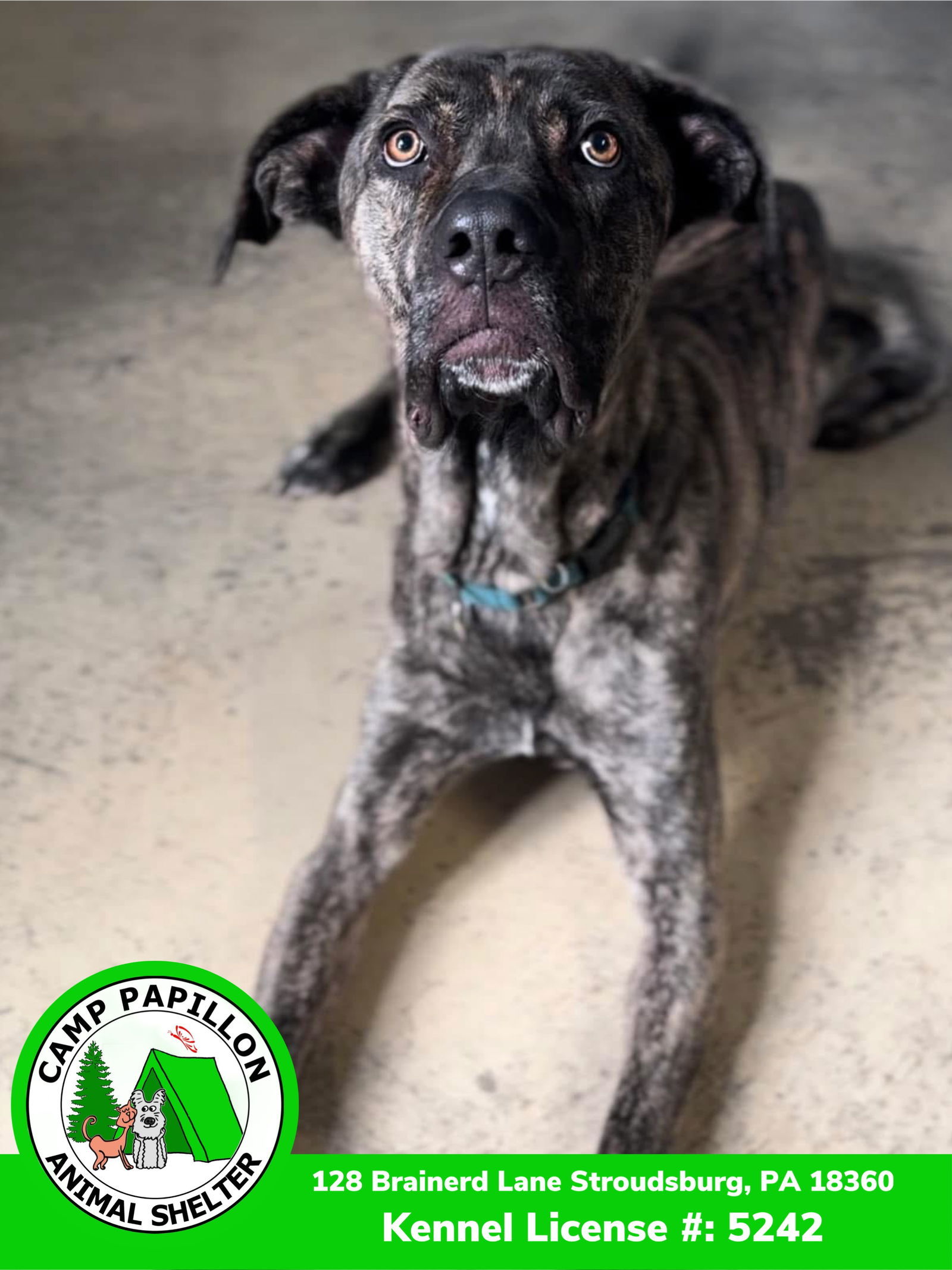 Rocky, an adoptable Cane Corso in Stroudsburg, PA, 18360 | Photo Image 3