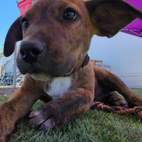 1207 Irene, an adoptable Pit Bull Terrier in Benton City, WA, 99320 | Photo Image 2